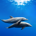 118763938 dolphins 150